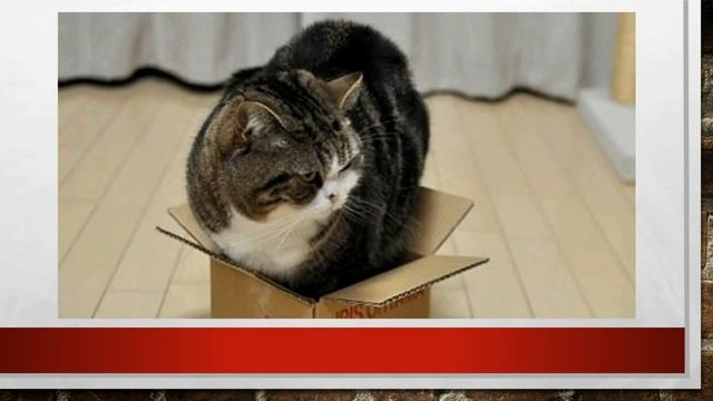 Смешное, интересное видео с котами - ПОЧЕМУ КОТЫ ЛЮБЯТ КОРОБКИ & КОТЫ В КОРОБКАХ смотреть онлайн