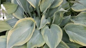 #сад #хосты #популярные /Самые большие популярные хосты ( лат.hosta) (L) в моём саду. Всё о хостах