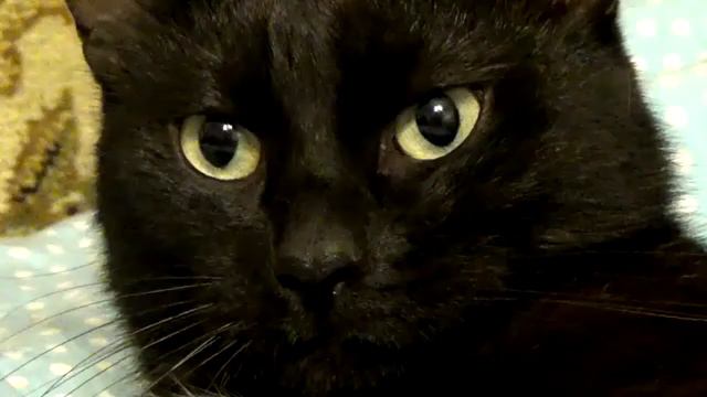 Дружба кота и лошади... И так бывает! смотреть онлайн