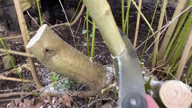Extreme Hard Prune Of Dogwood (Cornus Stolonifera ‘Flaviramea’ Or Similar)