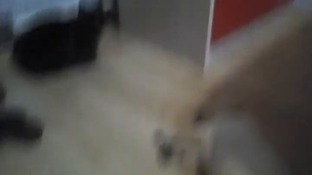 Кот ухаживает за щенком смотреть онлайн