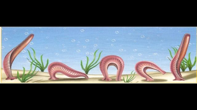 Hirudinea_(2).wmv