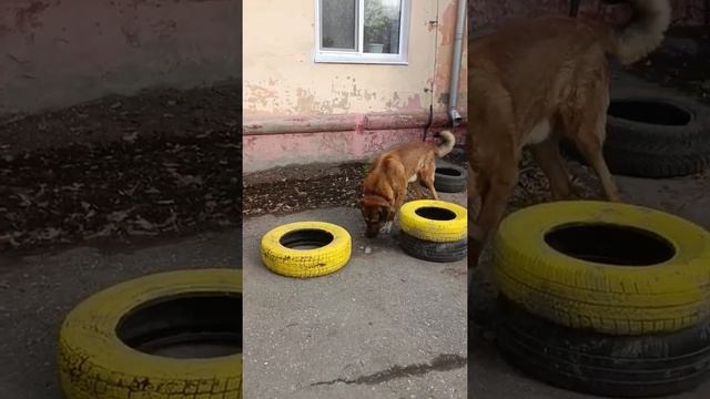 Анатолийская овчарка Вилли показывает где поводок и колесо. смотреть онлайн