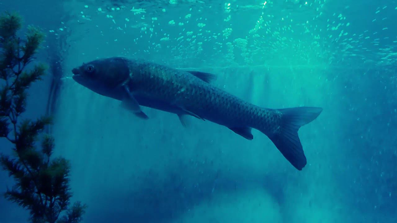 Тоннельный аквариум. смотреть онлайн