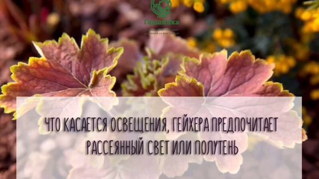 ГЕЙХЕРА: ОТ ЧЕРЕНКА ДО ВЗРОСЛОГО РАСТЕНИЯ смотреть онлайн