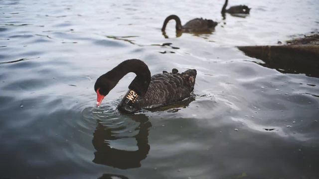 Albert Park - Melbourne Lockdown Walk смотреть онлайн
