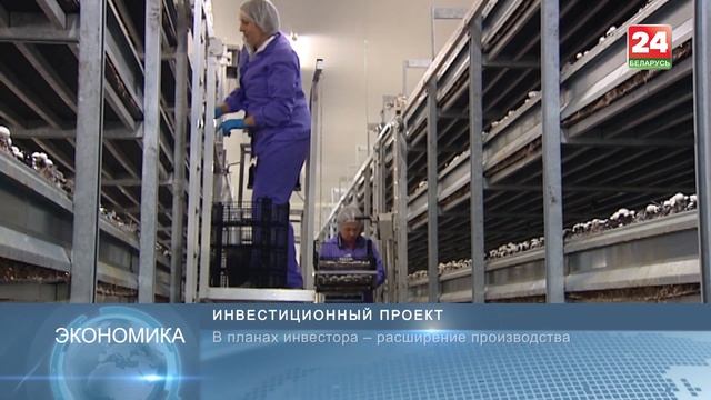 Фабрика по выращиванию шампиньонов в промышленных масштабах открылась в Щучине смотреть онлайн