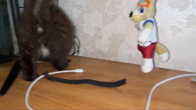 Эпизод №9. Позавтракала, теперь можно и пошалить 😹 #котики #cats смотреть онлайн