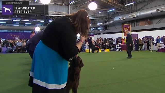 Flat-Coated Retrievers | Breed Judging 2020 смотреть онлайн