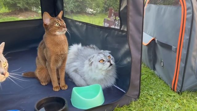 СПАСЕНИЕ ТРЁХ КОТОВ И СОБАКИ ОТ ЖАРЫ! ЛАЙФХАКИ ДЛЯ ЖИВОТНЫХ! смотреть онлайн
