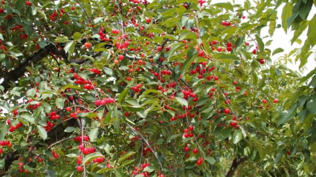 The Smiths Cherry Farm