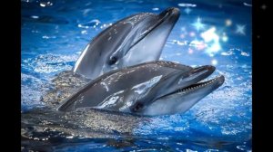 Звук Дельфинов слушать !!!!!