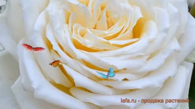 Роза чайно-гибридная Паскаль (rose pascal) ? роза Паскаль обзор: как сажать саженцы розы Паскаль смотреть онлайн
