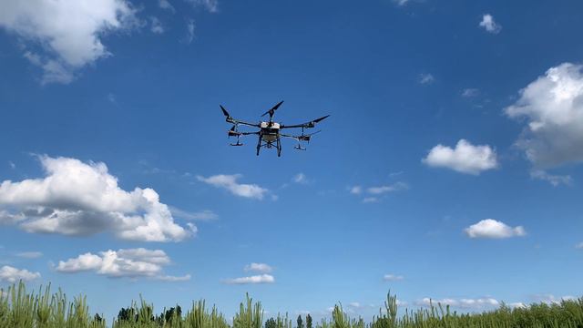 Обработка сосны обыкновенной противогрибковым препаратом с помощью дрона. Весна 2022г смотреть онлайн