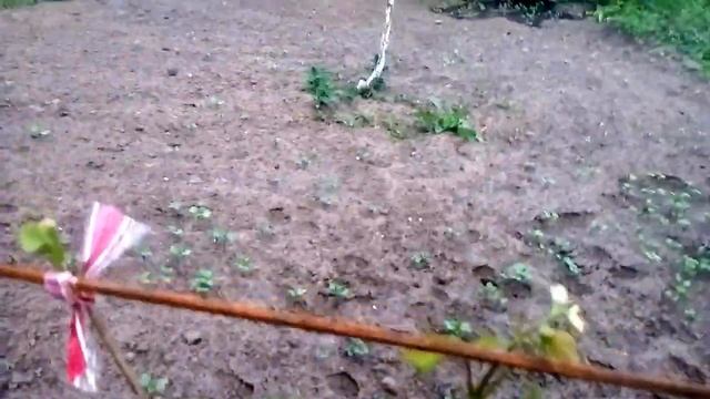 Виноградник на даче. Весна 2017 смотреть онлайн