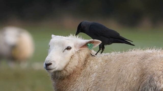 Kauw / Jackdaw / Coloeus monedula / Teken / Ticks / Ixodes ricinus смотреть онлайн