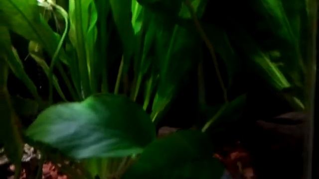 Planted aquarium: golden wonder killifish смотреть онлайн