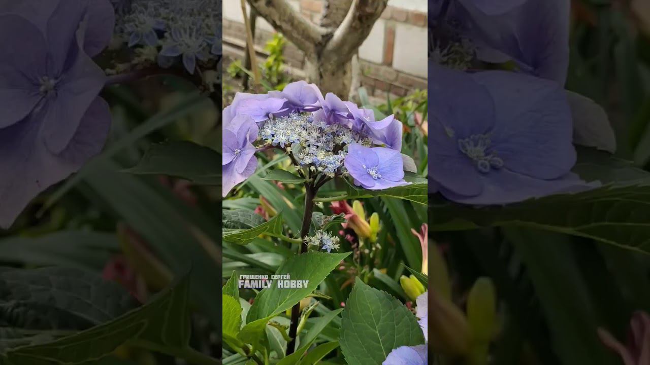 Наш#сад#гортензия Зорро смотреть онлайн