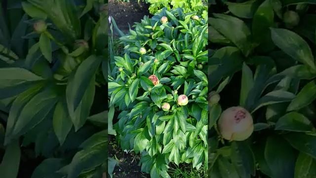 Пион Луиз Чойс ,начало цветения. смотреть онлайн