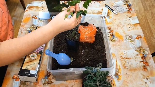 Что с томатом Пиноккио .Новый клематис Супер Кьют купила ,да сразу и в горшок. смотреть онлайн