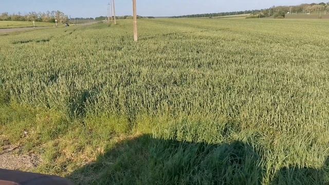 Работаем по пшенице озимой Таня. От вредителей и болезней. смотреть онлайн