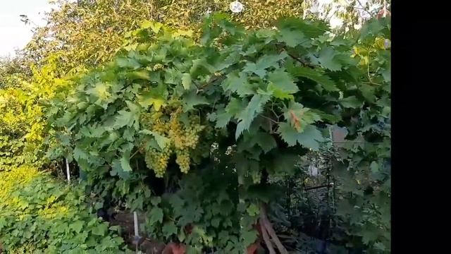 Спасение созревающего урожая винограда от нашествия птиц и повреждения ягод! смотреть онлайн