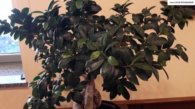 ФИКУС Маклейн (Фикус Гинсенг, Микрокарпа, Фикус бонсай). Как правильно ухаживать. смотреть онлайн