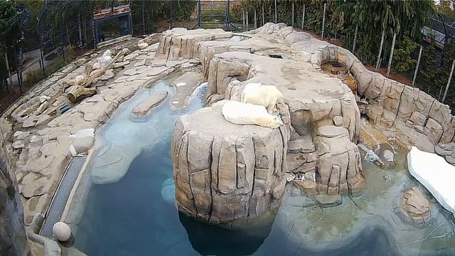 Медвежонок пришел на тихий час , но никак не мог угомониться#Toledo Zoo смотреть онлайн