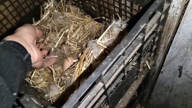 КУРЫ И ИНДОУТКИ / Обзор хозяйства / Сколько несут куры яйц? / индоутки несутся осенью смотреть онлайн