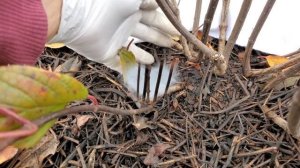 Метельчатая Гортензия. Можно ли обрезать молодые кусты?