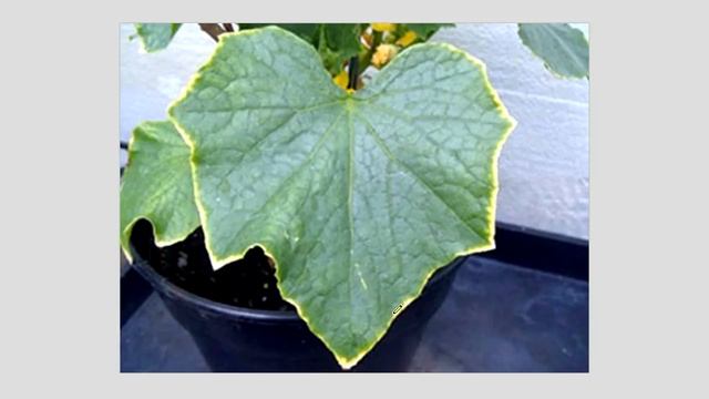 Признаки недостатка элементов у растений. Почему листья скручиваются, увядают, желтеют и гибнут смотреть онлайн