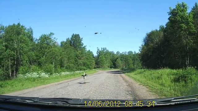 Сумасшедший Аист не боится машин! Stork is not afraid of cars! смотреть онлайн
