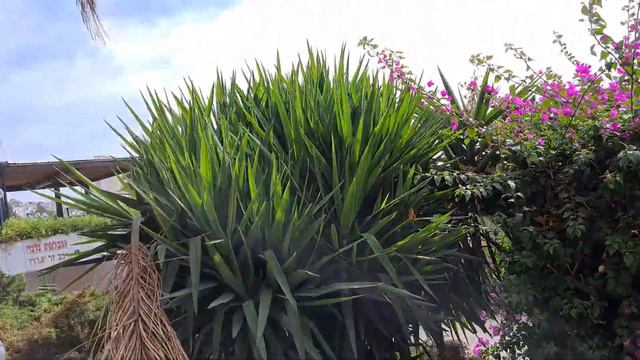 דרקונית קנרית Dracaena draco смотреть онлайн