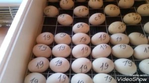Закладка индоутиных яиц в инкубатор/ Овоскопирование индоутиных яиц на 15 день инкубации/