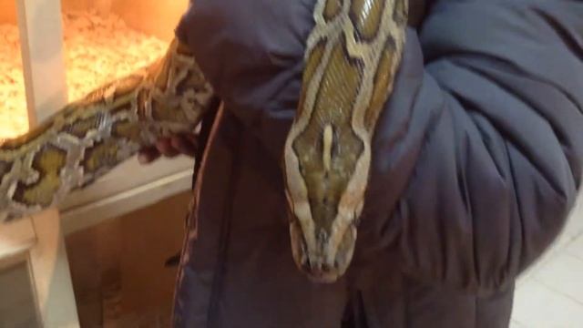Королевский питон! Красавчик! смотреть онлайн