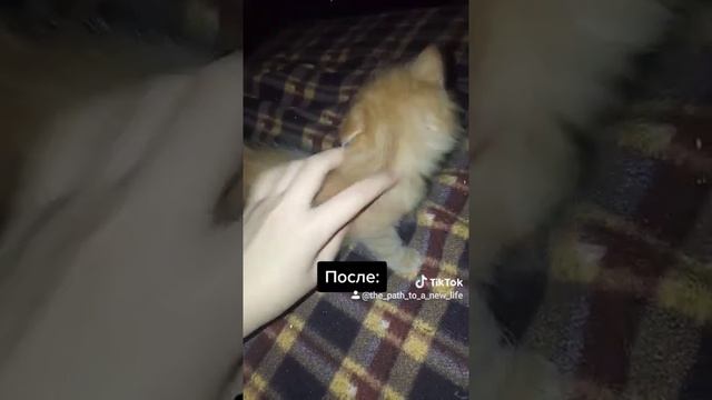 СПАСЕНИЕ КОТЕНКА С ГНИЮЩИМИ ГЛАЗКАМИ смотреть онлайн