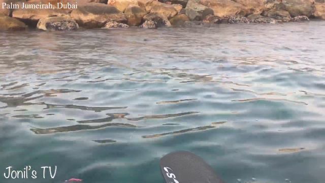 Hamour landed on kayak fishing at Palm Jumeirah Dubai.
#Hamour #Grouper #Snapper #Kayak fishing смотреть онлайн