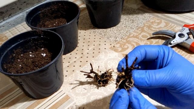 Обрезка маленького саженца метельчатой гортензии Индиан Саммер смотреть онлайн