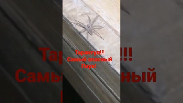 САМЫЙ ОПАСНЫЙ ПАУК В МИРЕ!!! ТАРАНТУЛ!!! В РОССИИ... смотреть онлайн