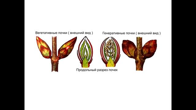 Ботаника. Почка смотреть онлайн