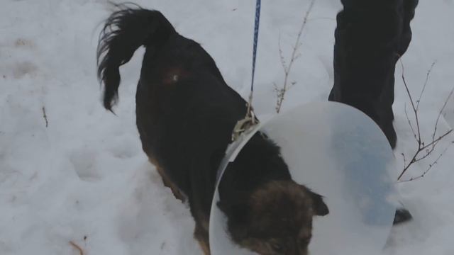 Спасённая в Курской области собака Жужа на прогулке смотреть онлайн