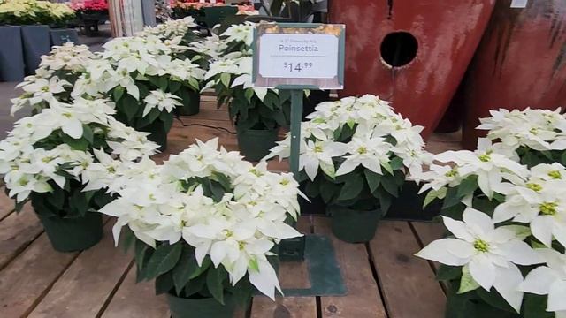 Цветы Рождественская звезда ( Пуансеттия) смотреть онлайн