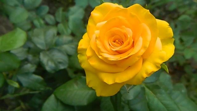 Роза Керио. Второе цветение. смотреть онлайн