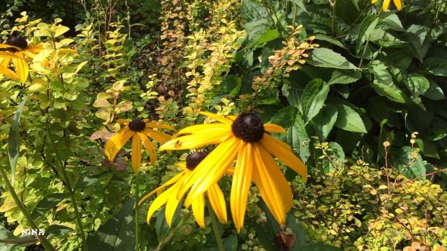 Для Вас Восхитительно Красивая МУЗЫКА и Прекрасные Цветы Августа!
