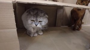 СТРОИМ И УКРАШАЕМ ГИГАНТСКИЙ КАРТОННЫЙ ДОМ ДЛЯ КОТОВ НА НОВЫЙ ГОД!