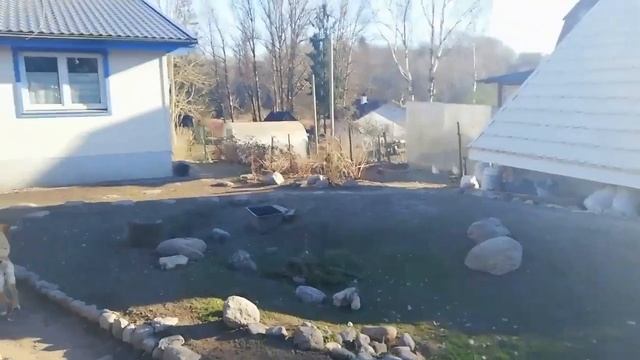 Муларды//способы содержания цыплят бройлеров//клетки смотреть онлайн