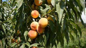 Персик Харроу Даймонд (1 июля) - Агро Сад