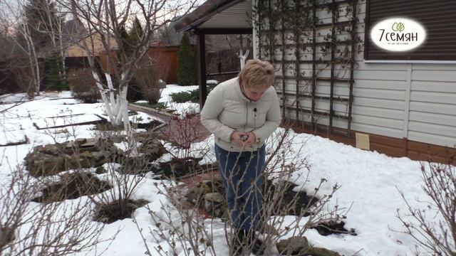 СМОРОДИНА ПРОСНУЛАСЬ! О ЧЕМ НЕЛЬЗЯ ЗАБЫТЬ? | 7 семян смотреть онлайн