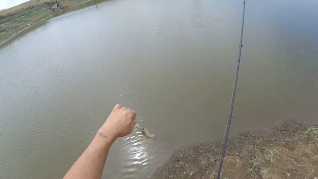 OWNER C'ULTIVA BUG EYE BAIT