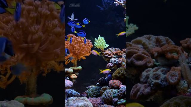 Жива природа ASUS смотреть онлайн